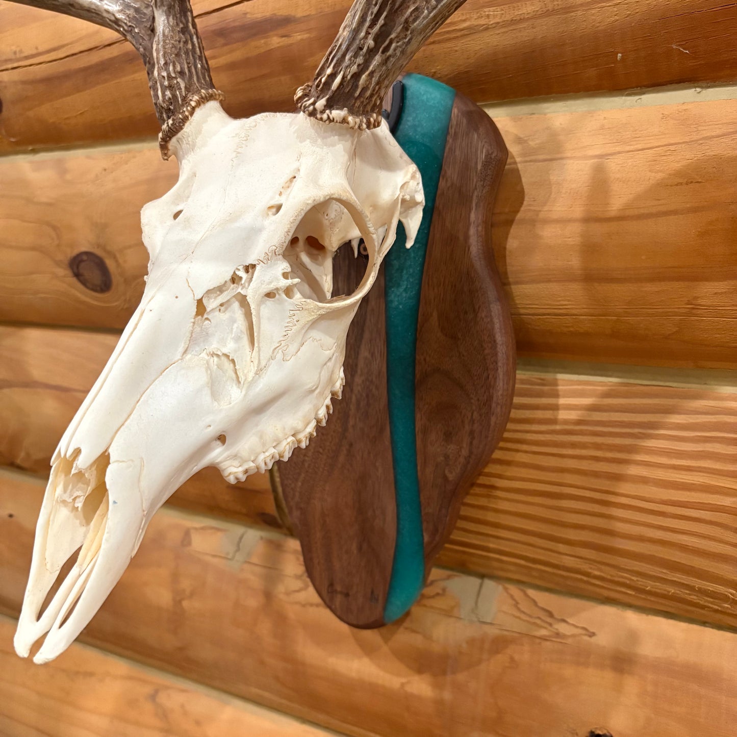 Crafted Hardwood + Epoxy European Skull Plaque