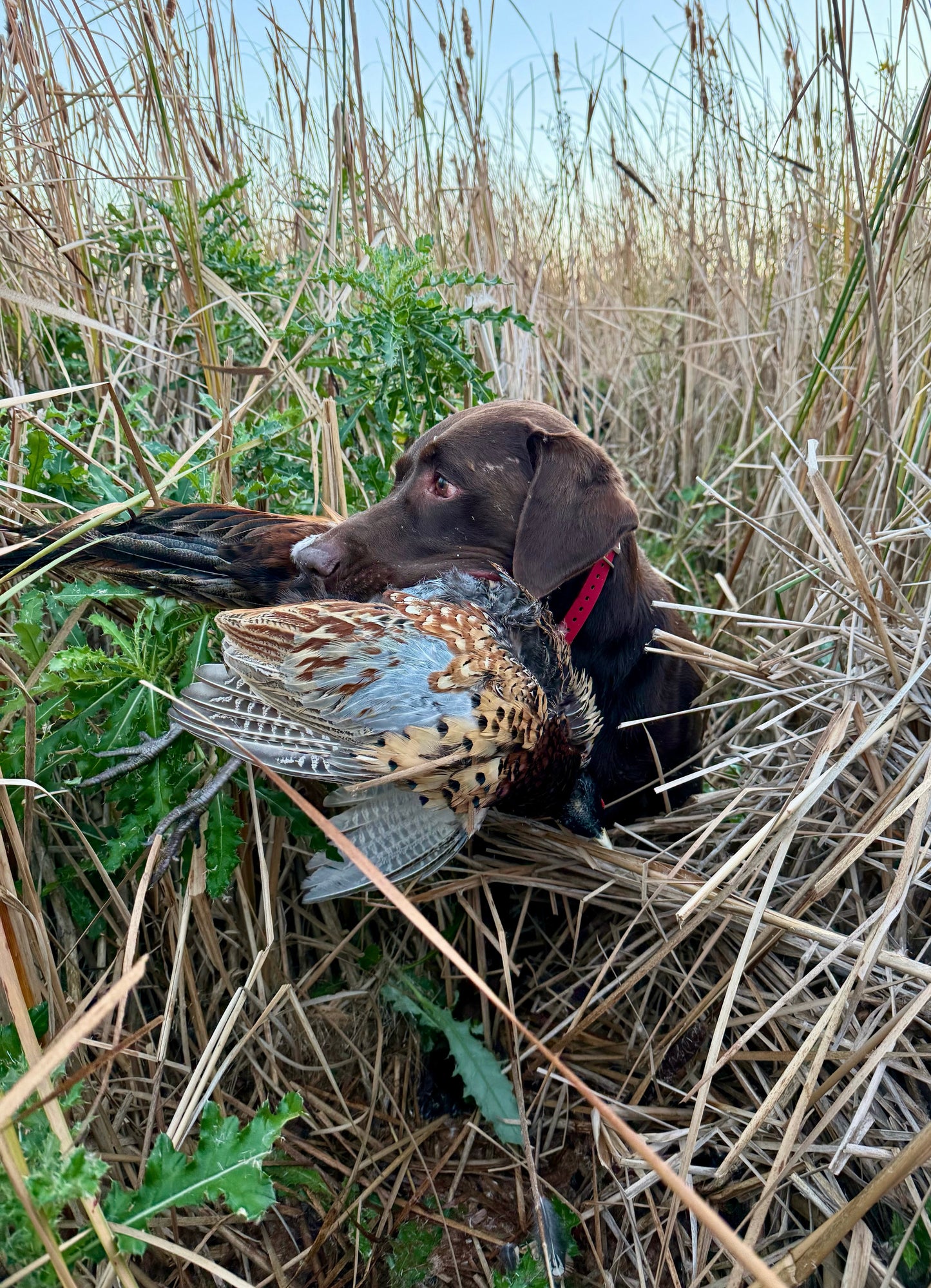 Mara Budweg - Tools of the trade