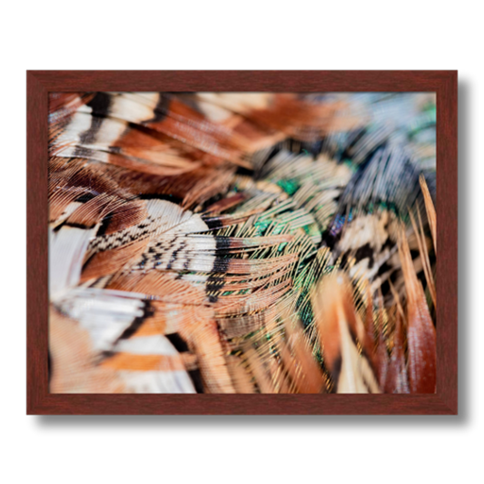 Macro Pheasant Feather Framed Print by Stuff Seth Sees Photography