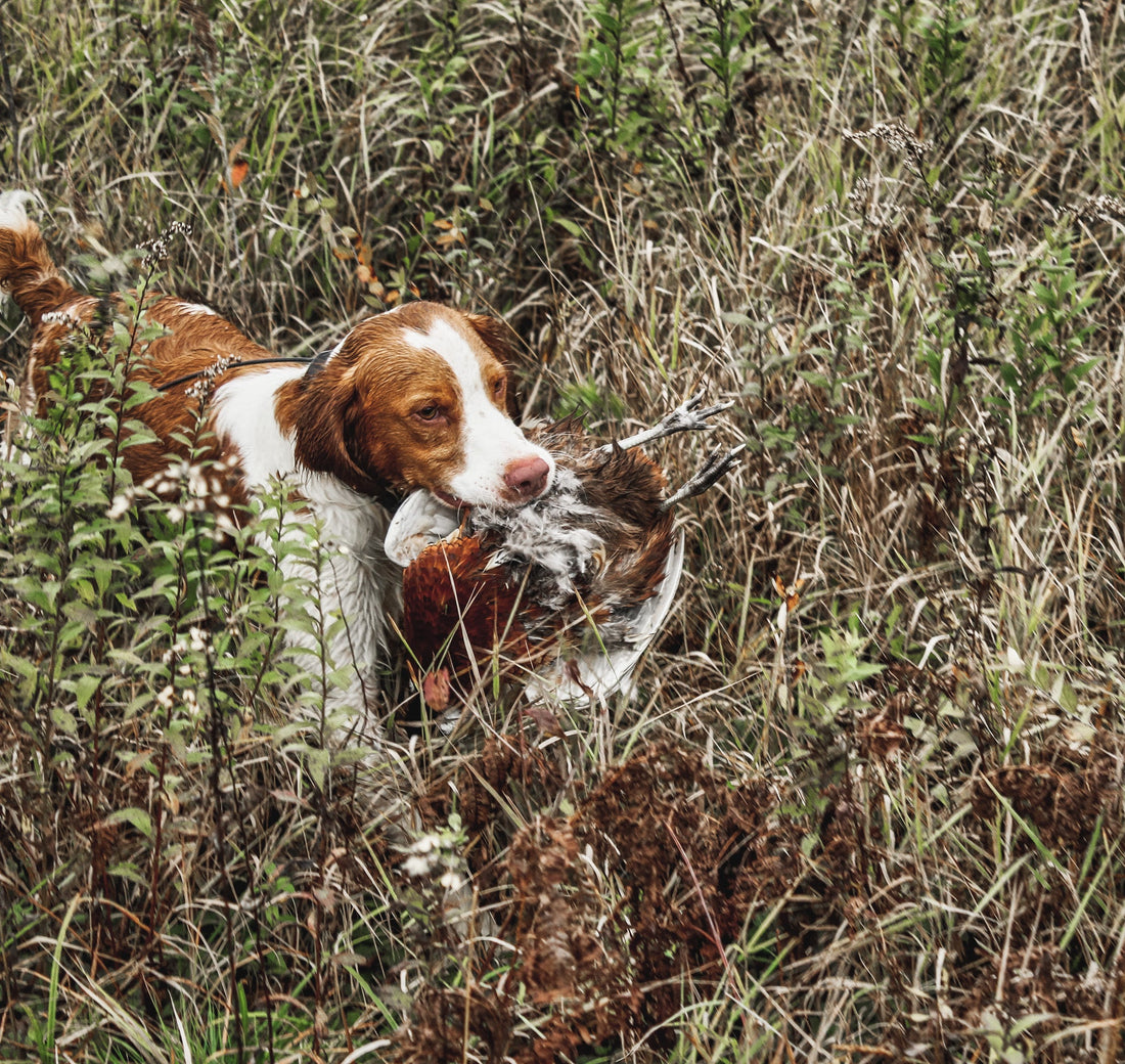 Pheasants Forever BAWA