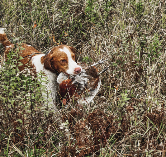 Pheasants Forever BAWA