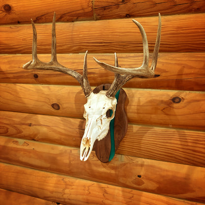 Crafted Hardwood + Epoxy European Skull Plaque