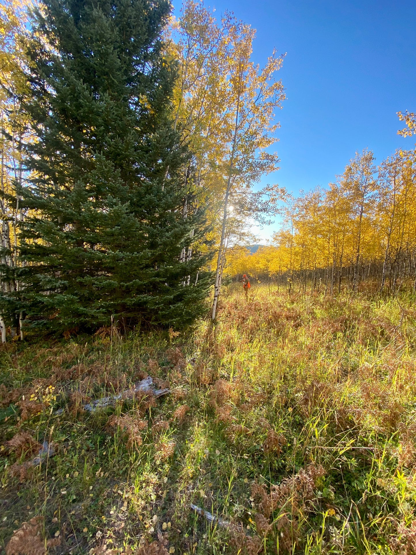 Jamie Mattice - Black Hills of South Dakota - Wildlife and Landscapes