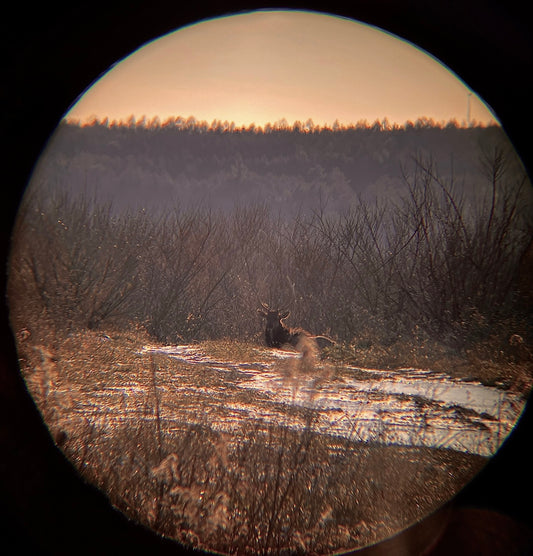 Joby Santhosam - Wildlife and Landscape - Pennsylvanian Wapiti (Elk)