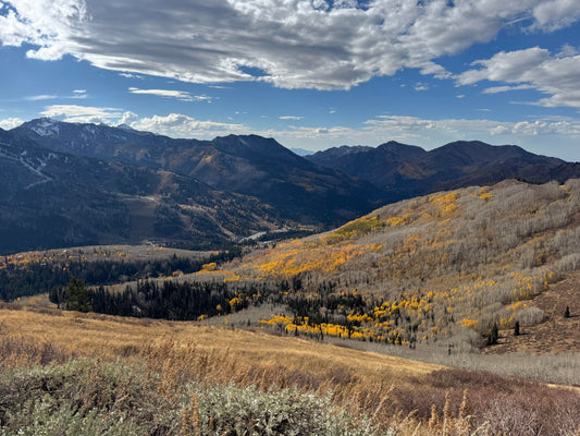 Weston Homa - Wildlife and Landscape