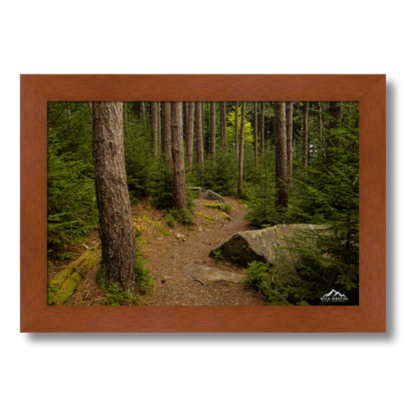 Into the Forest by Wild Weston Photography