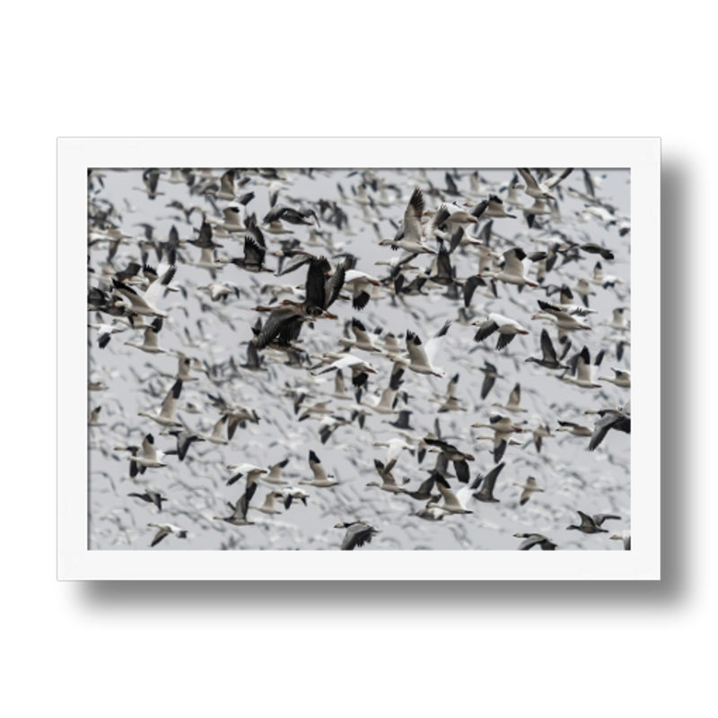 Snow Goose Blizzard Framed Print by Stuff Seth Sees Photography