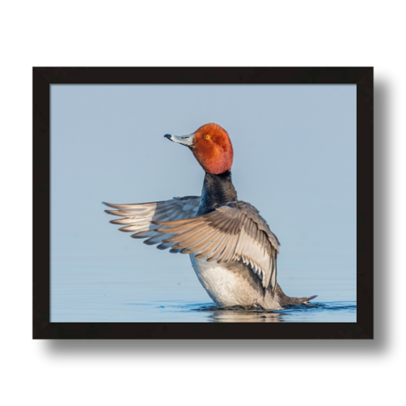 Drake Redhead Duck Frame Print by Stuff Seth Sees Photography