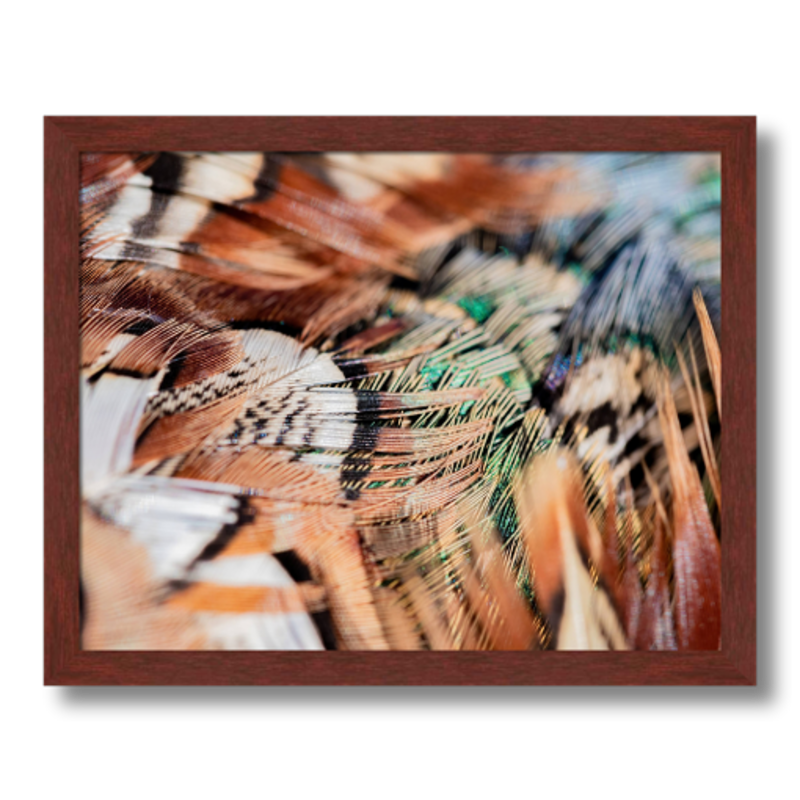 Macro Pheasant Feather Framed Print by Stuff Seth Sees Photography