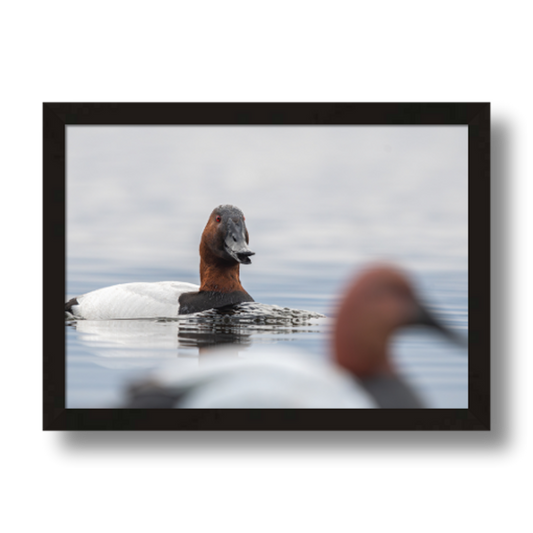 Drake Canvasback Duck Framed Print by Stuff Seth Sees Photography